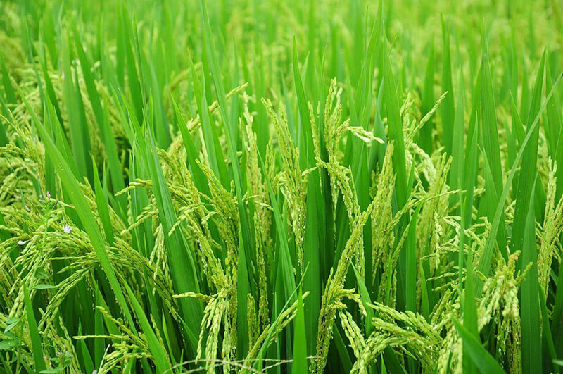 Oryza sativa L protein expression system