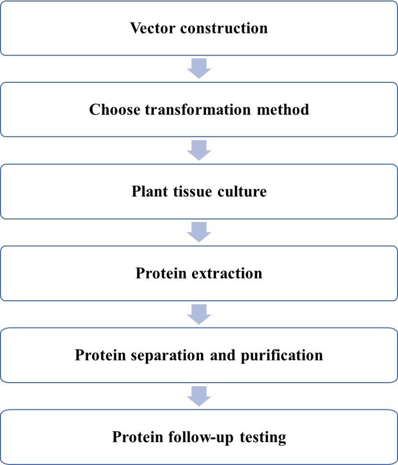 Construction process of transgenic plant protein expression system