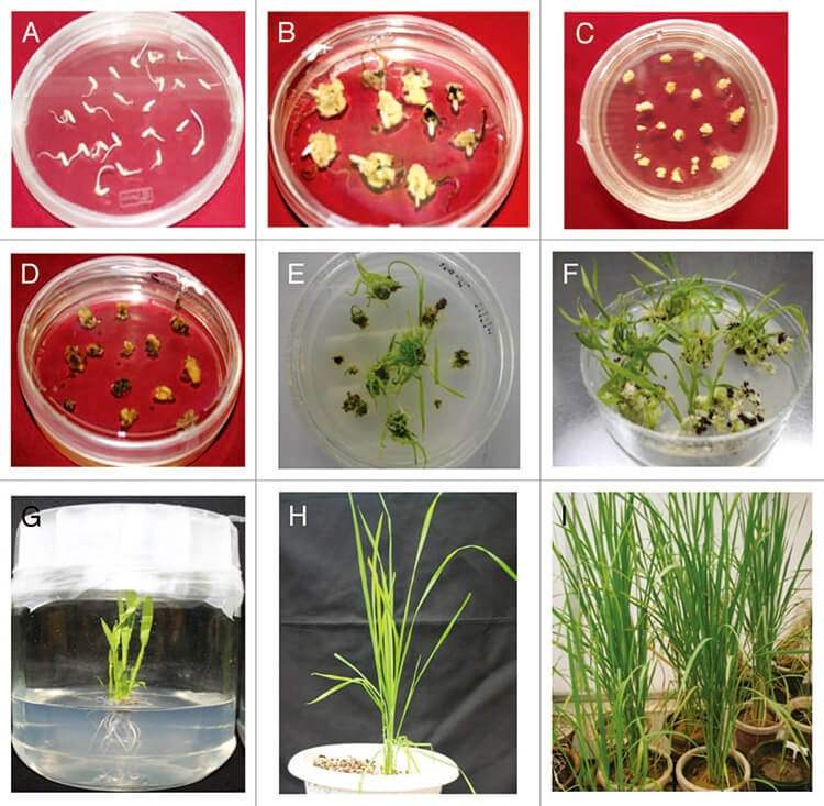 Development of Agrobacterium-mediated transformation technology for mature seed-derived callus tissues of indica rice cultivar IR64 sahoo2012