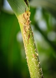 Ostrinia Furnacalis Gene Editing