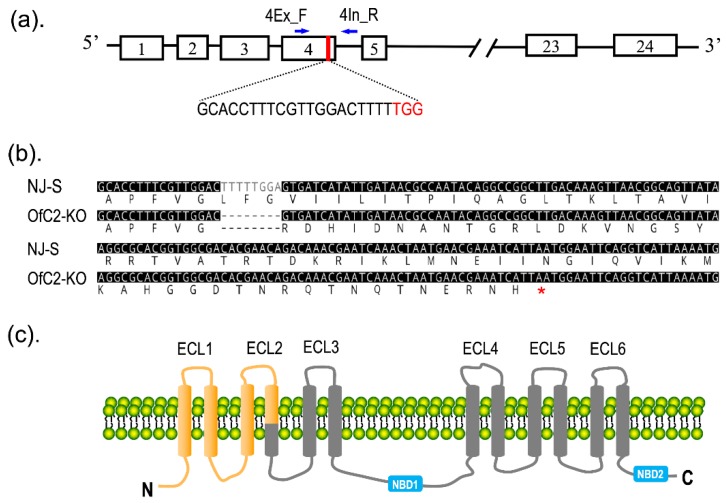 Ostrinia Furnacalis Gene Editing