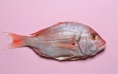 Figure 1. Red seabream (Pagrus major) is small and has predominantly red scales with some blue spots.