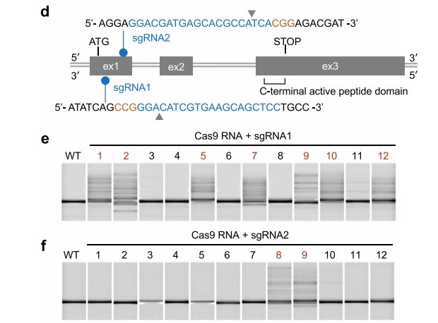 Figure 2. Cloning of mstn and somatic mutagenesis analysis in embryos. (Kishimoto, et al. 2018)