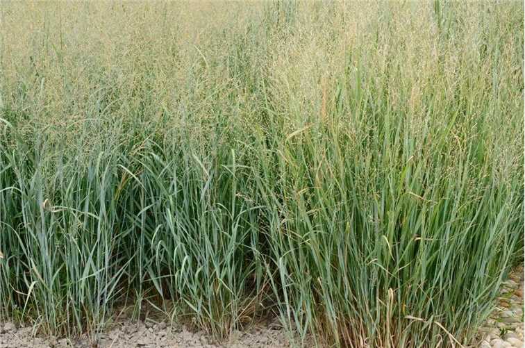 Transgenic switchgrass