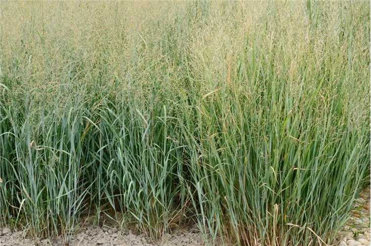 Panicum virgatum