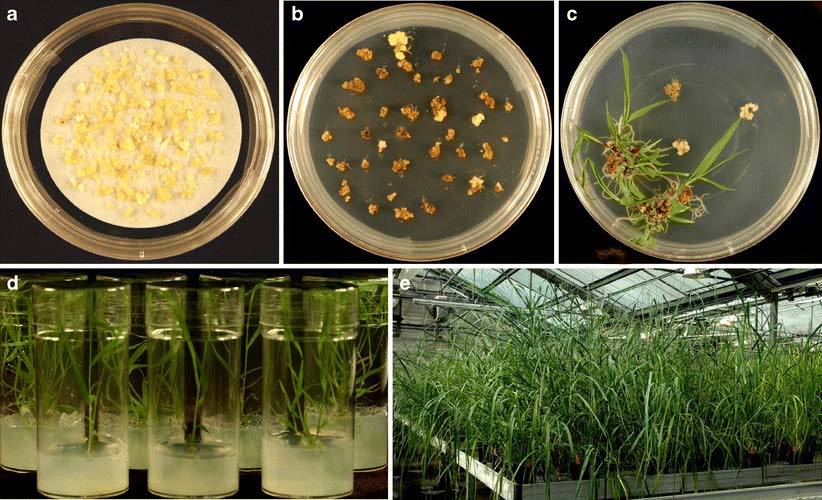 Transgenic switchgrass