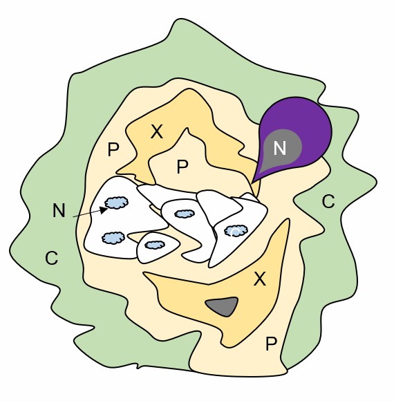 Cross-section of a 4-week-old gall induced by plant nematodes.