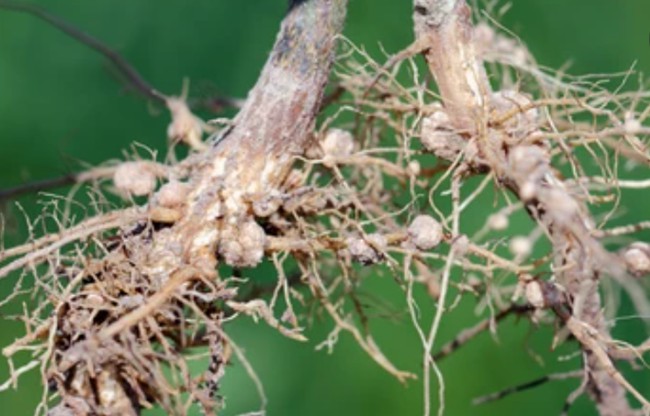 Nematode-infected root systems.
