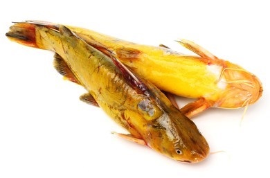 Yellow catfish