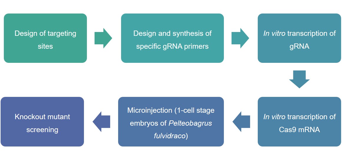 Lifeasible's process for editing target genes