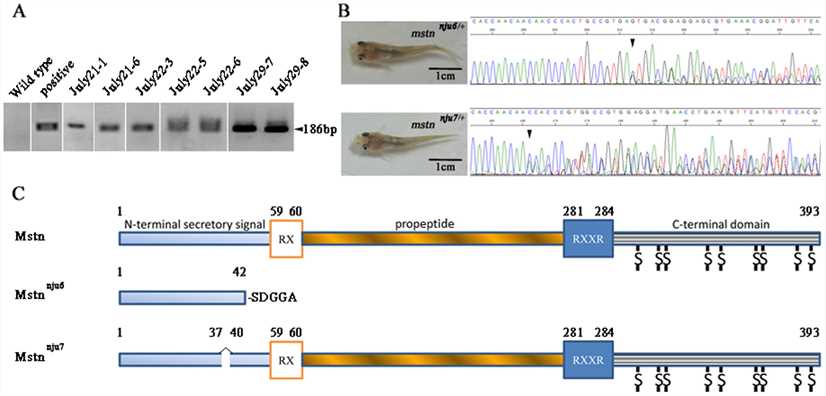 Generation of mstn knockout yellow catfish using engineered zinc finger nucleases.