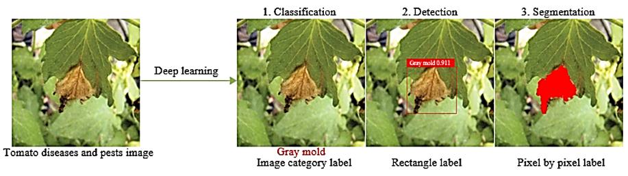 Fig. 1 Definition of plant diseases and pests detection problem (Liu and Wang, 2021).