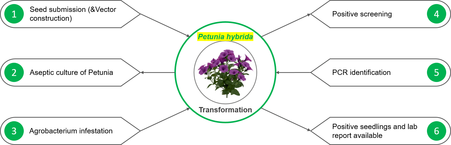 Schematic diagram of the standardized process of petunia genetic transformation. - Lifeasible