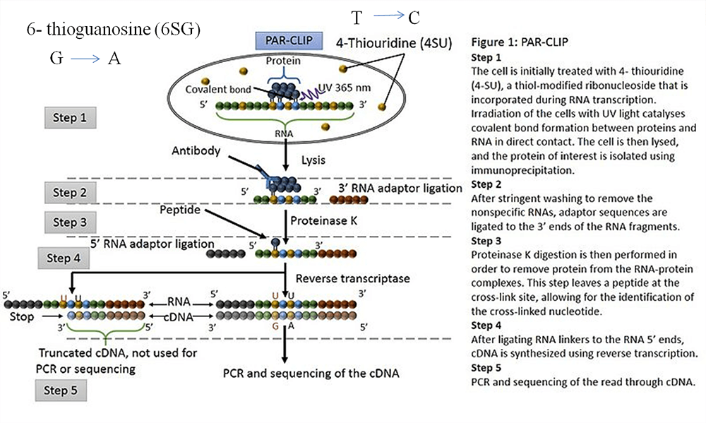 Photoactivatable ribonucleoside enhanced CLIP