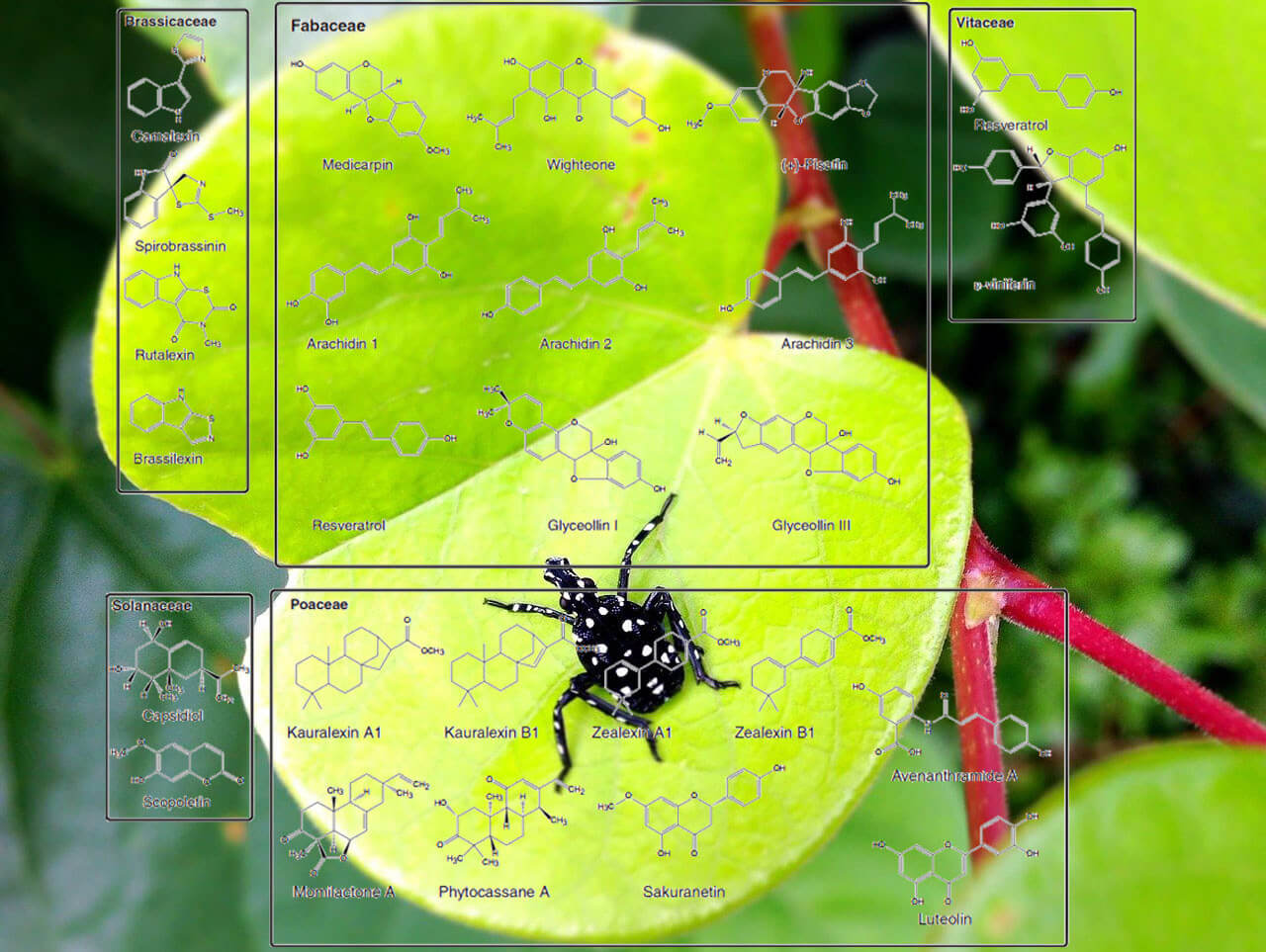 Plant Biochemical Analysis