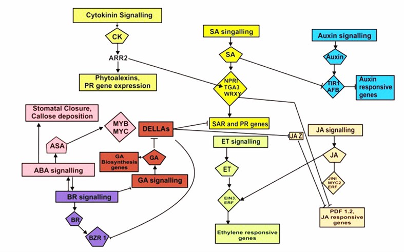 Fig. 1 Cross talk of phytohormones in biotic stress tolerance (Checker et al., 2018).