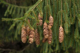 Picea abies Breeding