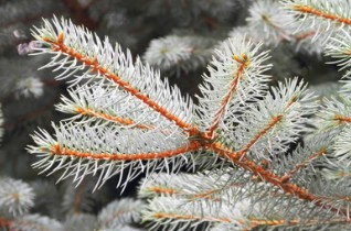 Picea glauca Breeding