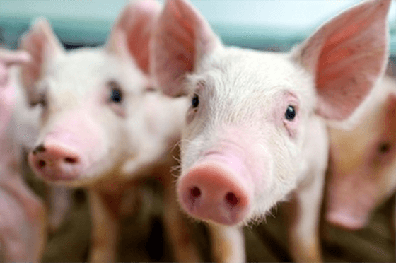 Pig Gene Editing