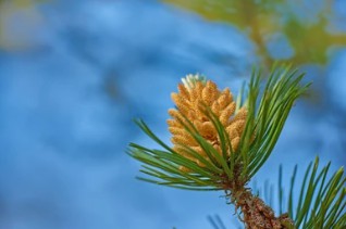 Pinus massoniana Breeding