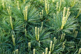 Pinus strobus Breeding
