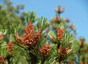 Pinus sylvestris L. Breeding