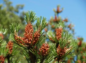 Pinus sylvestris L. Breeding