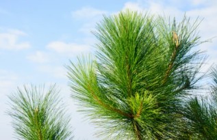 Pinus taeda L. Breeding