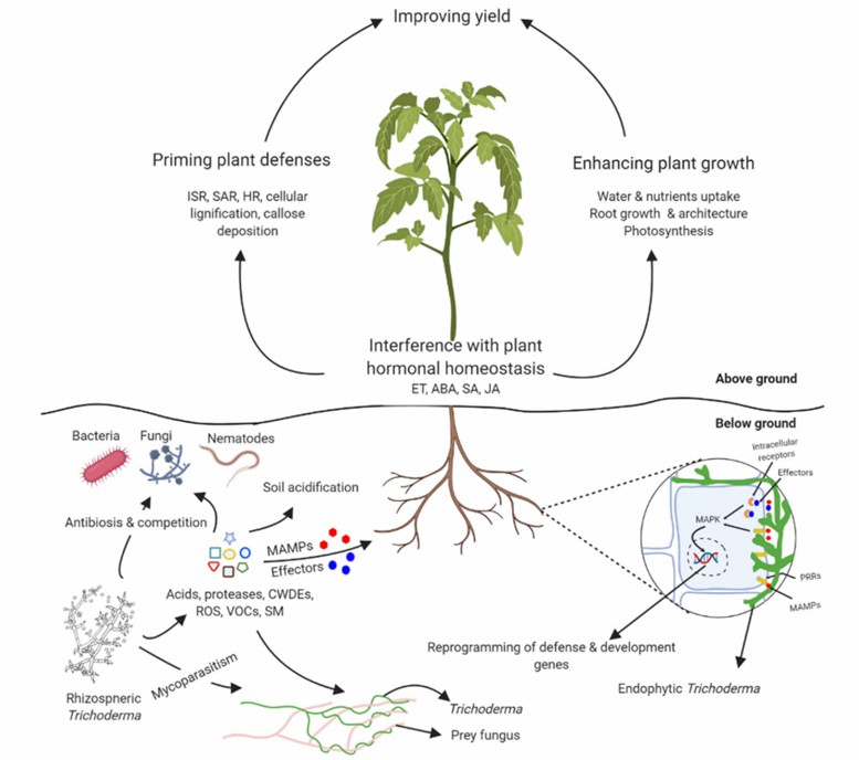 Fig. 1 Trichoderma–plant–pathogen interactions map (Alfiky and Weisskopf, 2021).