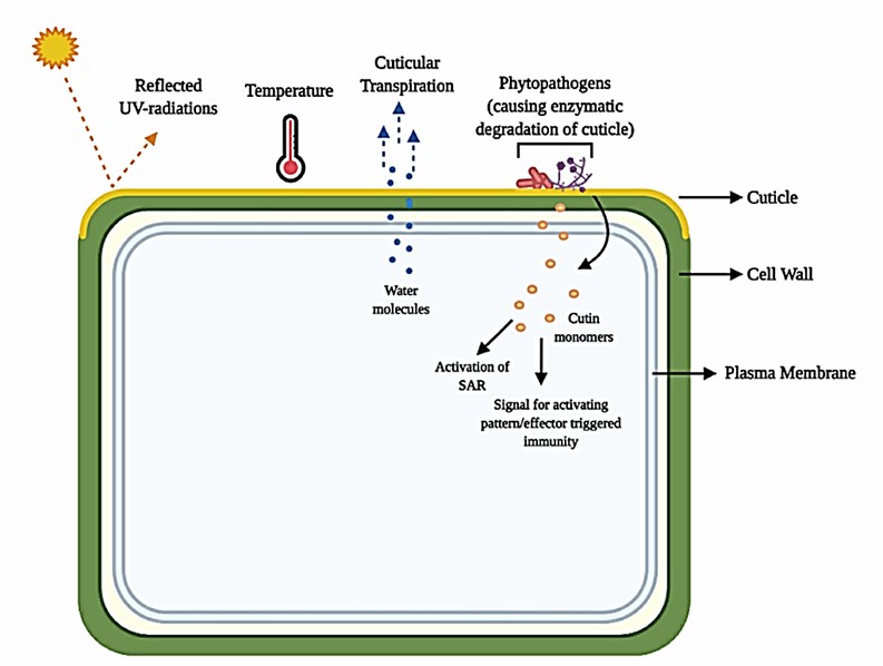 Fig. 1 Interaction of plant cuticle with various abiotic and biotic factors (Bhanot et al., 2021).