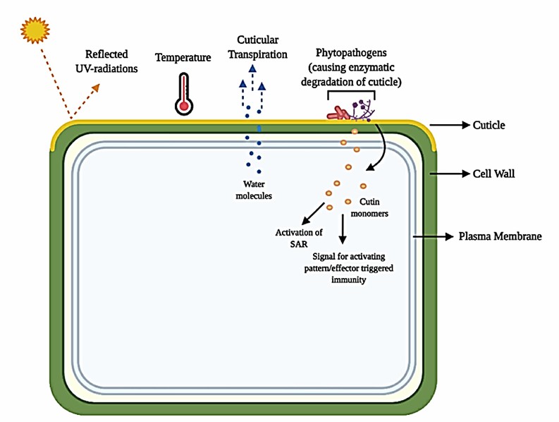 Fig. 1 Interaction of plant cuticle with various abiotic and biotic factors (Bhanot et al., 2021).