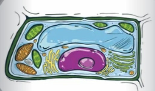 Structural Analysis and Shaping of Plant Endoplasmic Reticulum