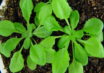 Arabidopsis thaliana