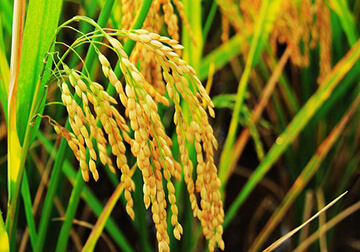 Oryza sativa