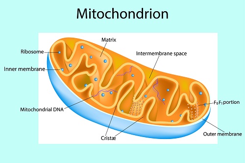 Plant Mitochondrial.