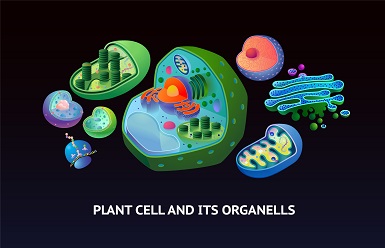 Plant organelles