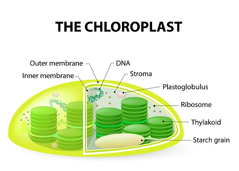 Plant Chloroplast