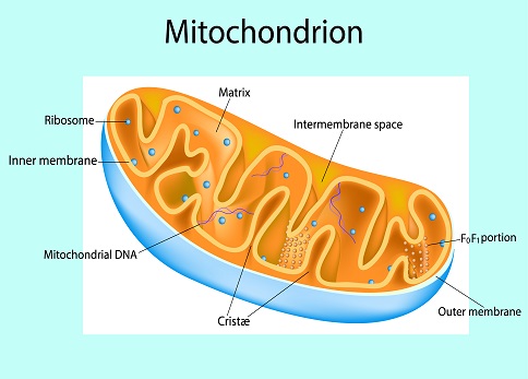 Plant Mitochondrial