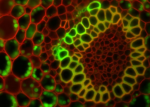 Protein Subcellular Localization in Plants