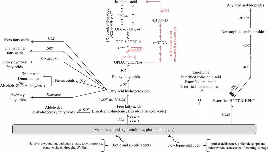 Fig. 1 Biosynthesis pathways of plant free and esterified oxylipins (Genva et al., 2019).