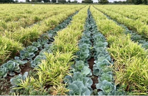 Plant protection research on plant protection metabolites.