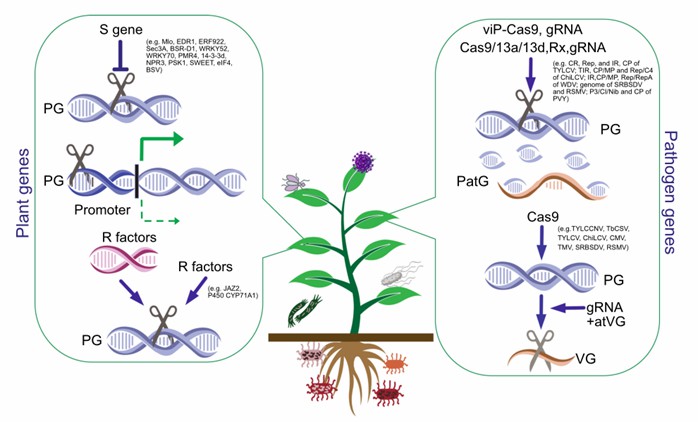 Fig. 1 Summary of gene editing strategies to boost plant protection (Rato, et al., 2021). 