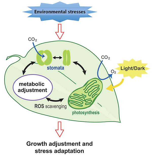 Figure 1. Illustration of environmental stress response of plants (modified from Osakabe et al., 2013)