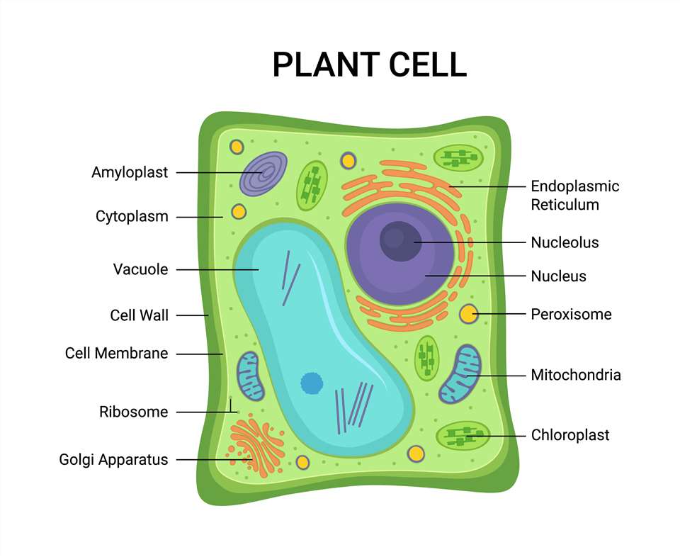 Plant subcellular organelle cryo-electron microscopy imaging.