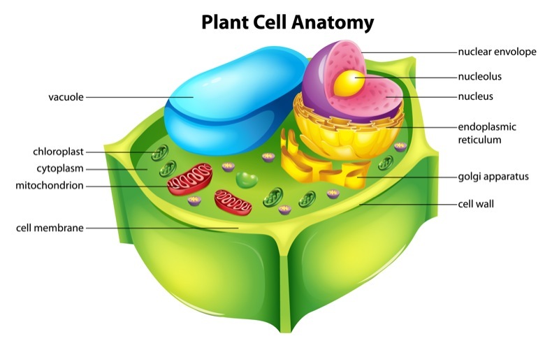 Plant subcellular organelles fluorescence imaging.