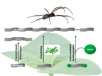 Spider silks from plants.