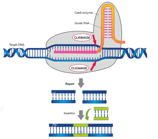 Figure  1. CRISPR/Cas9-mediated genomic modifications (only nucleotide insertion is shown here)