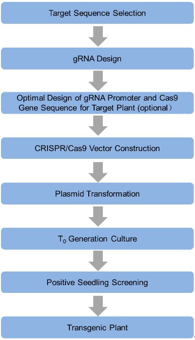 Figure  1. CRISPR/Cas9-mediated genomic modifications (only nucleotide insertion is shown here)