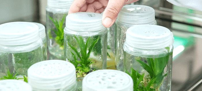  plant suspension cell  culture process development