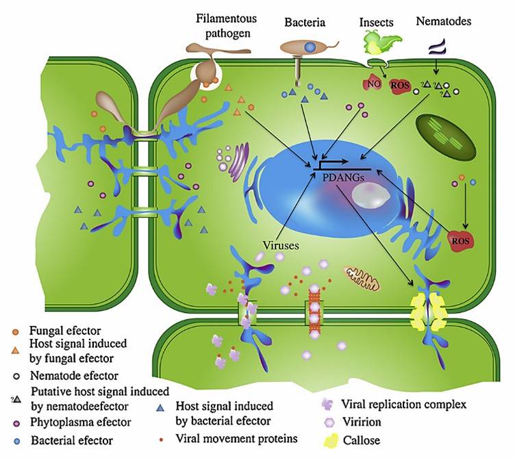 Fig. 1 PD are involved in pathogenicity and defense (Ganusova and Burch-Smith, 2019).